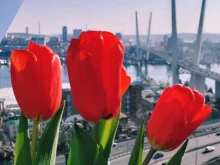 студия Тетрис в Владивостоке