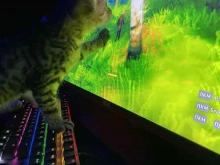 компьютерный клуб YaMiGame в Троицке