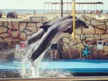 Анапский дельфинарий на Большом Утрише в Новороссийске