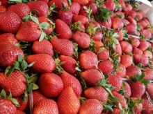 Овощи / Фрукты Киоск по продаже фруктов и овощей в Новосибирске