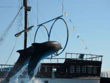 Архипо-Осиповский дельфинарий в Новороссийске