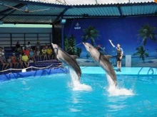 Дельфинарий в Новороссийске