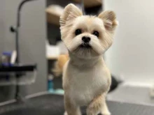 груминг-салон Barberdog в Владивостоке