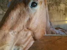 конный двор Гарцующий пони в Улан-Удэ