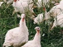 магазин фермерской продукции Борская индейка в Самаре