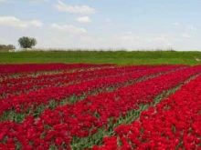 СНТ ИжБерезка в Ижевске