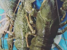 Рыба / Морепродукты Магазин живой рыбы из Армении в Кавказских Минеральных Водах