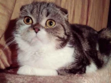 питомник шотландских кошек Muscat в Перми