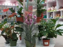 салон цветов Bloomia в Салехарде