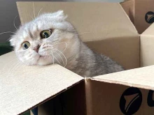 СДЭК, улица Космонавтов, 6 