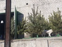 отдел по продаже живых елок Благовещенский лесхоз в Благовещенске