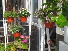 магазин растений для дома и сада Зелёный город в Дербенте
