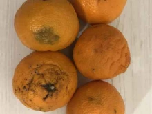 Продуктовый киоск, Ростовская, 58/1 киоск 