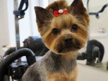 салон для домашних животных Pet Spa в Перми