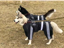 зооателье FreshDog в Омске