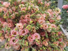цветочный салон Fazenda Flowers в Ставрополе