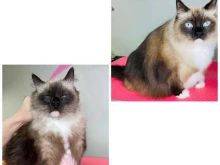Услуги по уходу за животными Grooming.vdk в Владивостоке