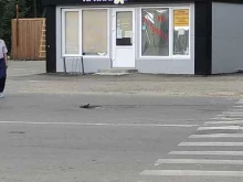 Кондитерские изделия Пряников в Липецке