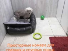 зоогостиница Лапочка в Хабаровске