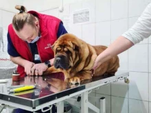ветеринарная клиника ЗооАкадемия в Москве