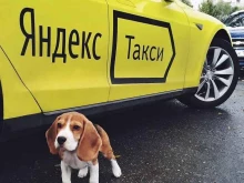 сервис заказа такси Яндекс go в Каменске-Уральском