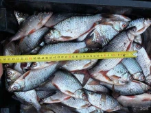 Орехи / Семечки Пункт приема речной рыбы и кедровой шишки в Сургуте