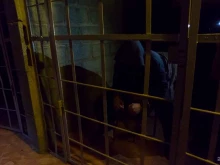компания по организации квестов Адреналин74 в Челябинске