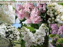 Офис Санами в Иркутске