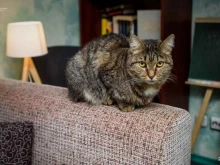 антикафе Котофей в Челябинске