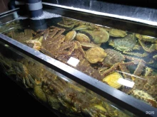 компания по продаже аквариумов для морепродуктов Мир моря в Владивостоке