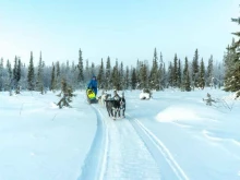 хаски-парк Husky camp в Мурманске