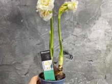 студия фитодизайна Murmanflo в Мурманске