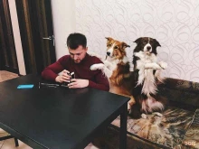 Ремонт мобильных телефонов Станисла в Нижнем Новгороде