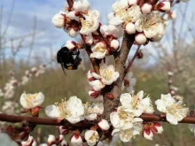 Плодовый питомник семьи Никушиных, Виноградная улица, 11/1 