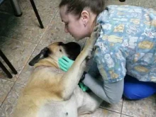 ветеринарная клиника Любовь и забота в Пскове