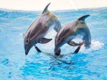 Большой Сочинский дельфинарий в Сочи