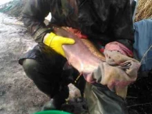 Товары для рыбалки Рыбалка на форель в Республике Алтай