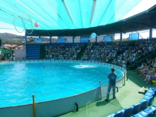 Адлерский дельфинарий в Сочи