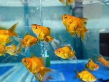 зоомагазин Бонифаций в Березниках
