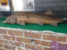Бары Beer&fish в Сургуте