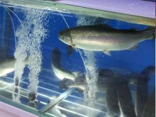 Рыба / Морепродукты Магазин рыбы, морепродуктов и икры в Минеральных Водах