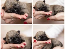 питомник Kennel allvik cairn terrier в Йошкар-Оле