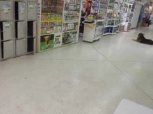магазин зоотоваров Усатый полосатый в Березниках
