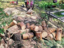 Благоустройство улиц Городская служба спила деревьев в Воронеже
