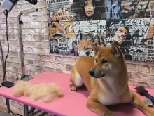 салон груминга Doggy style в Сочи
