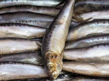 магазин морепродуктов Океан Камчатка-Сахалин в Новороссийске