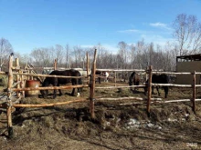 конный клуб Кавалькада в Петропавловске-Камчатском
