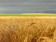 Сельскохозяйственные корма Компания по продаже комбикорма, зерна и отрубей в Казани