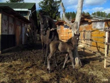 Конные клубы / Ипподромы Дютьково в Звенигороде