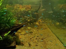 компания по продаже удобрений для аквариумных растений и дизайна аквариумов Акваапотике в Воронеже